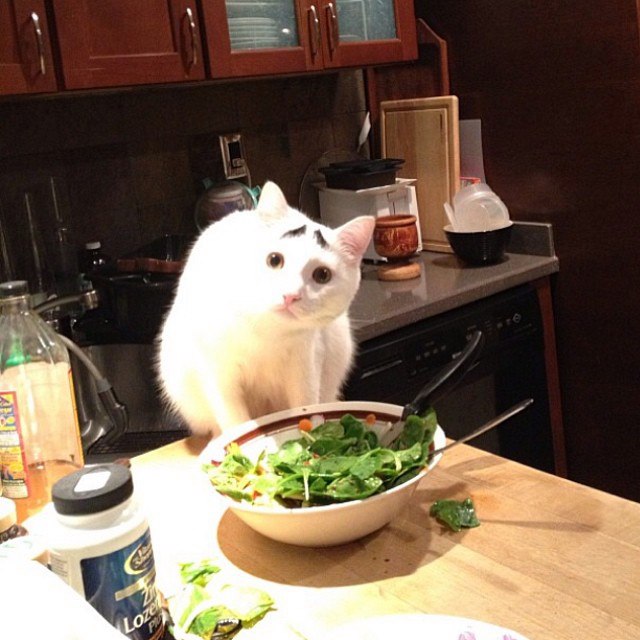 Кот и миска салата